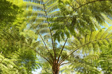 Arkaplan için eğreltiotu yapraklarını kapat