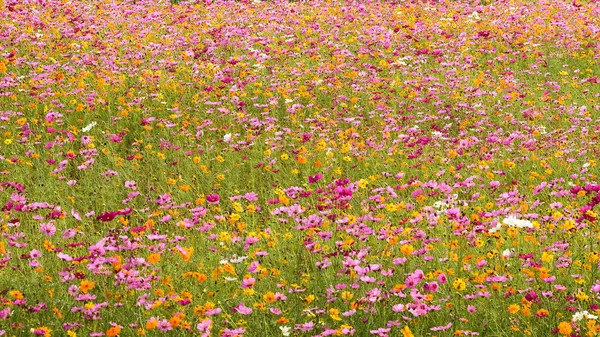 Beautiful Cosmos Flowers Garden — Stock Photo, Image