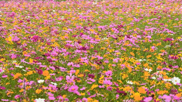 Hermosas Flores Del Cosmos Jardín — Foto de Stock