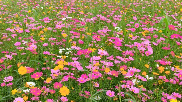 Schöne Kosmos Blumen Garten — Stockfoto