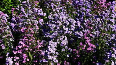 Grubun güzel mor çiçekleri Kasımpatılar Bahçede çiçek açıyor