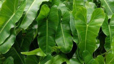 Arkaplan için doğanın detayları 