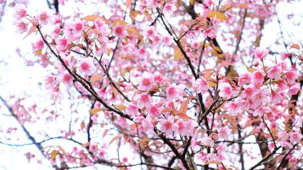 Phaya Suae Kukka Tai Sakura Kukka Thaimaassa — kuvapankkivalokuva