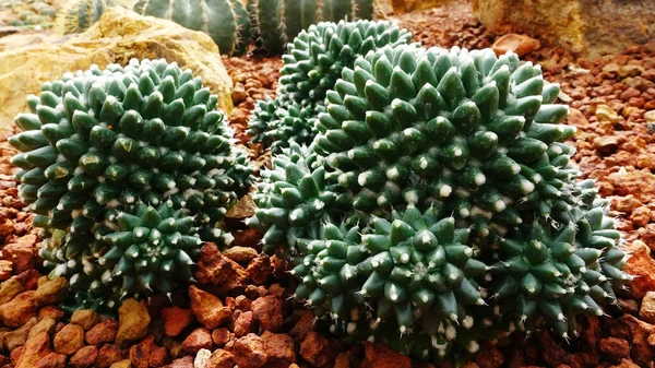Close Cactus Plant Garden — Stock Photo, Image