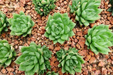  Bahçedeki kaktüs bitkisine yakın.