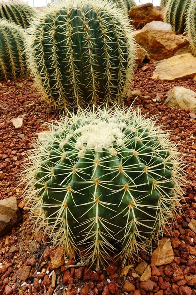 Primo Piano Della Pianta Cactus Giardino — Foto Stock