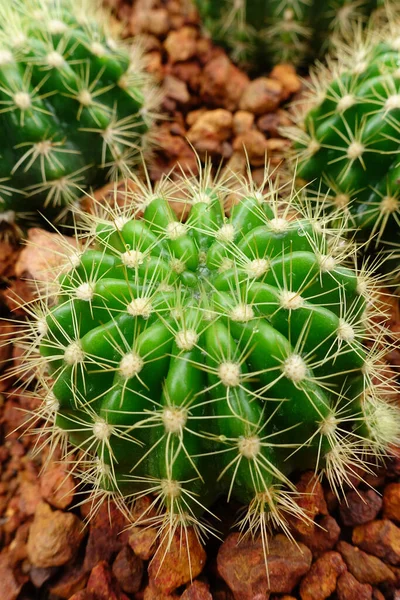 Primo Piano Della Pianta Cactus Giardino — Foto Stock