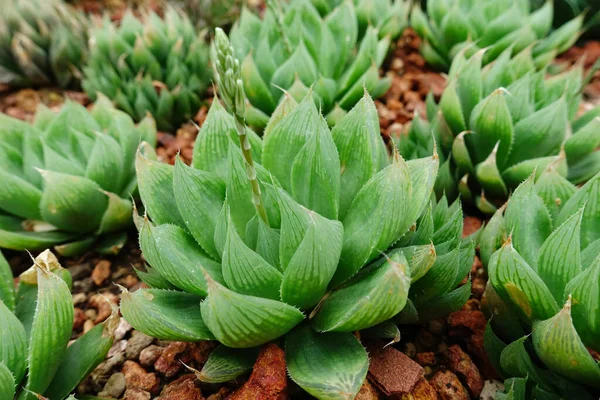 Primo Piano Della Pianta Cactus Giardino — Foto Stock