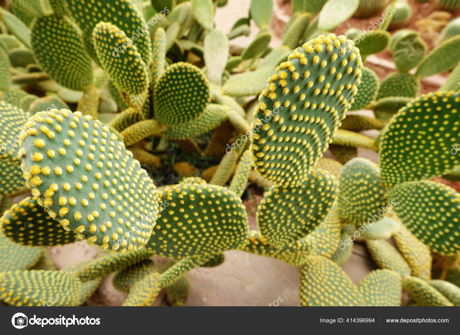 庭のサボテンの植物の閉鎖 ストック写真 C Aei Cei Hotmail Com 庭のサボテンの植物の閉鎖 ストック写真 C Aei Cei Hotmail Com