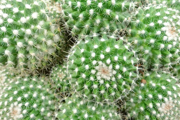 Primo Piano Della Pianta Cactus Giardino — Foto Stock