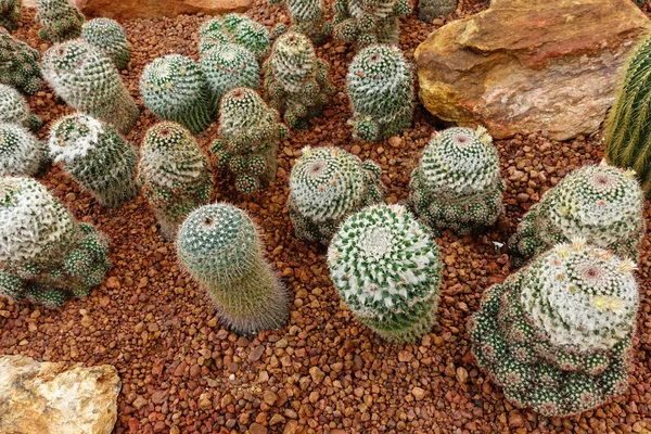 Primo Piano Della Pianta Cactus Giardino — Foto Stock