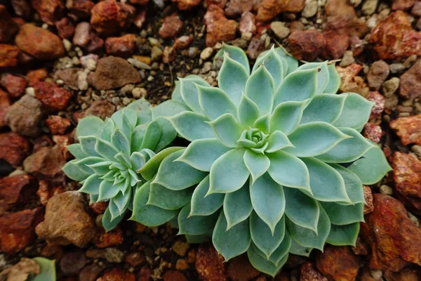 Primo Piano Della Pianta Cactus Giardino — Foto Stock