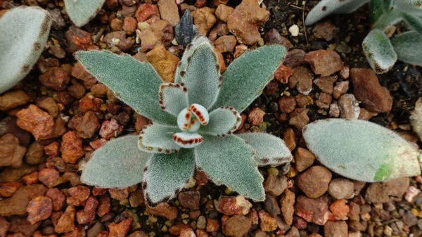 庭のサボテンの植物を閉じて — ストック写真