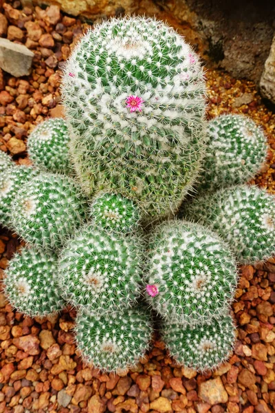 Primo Piano Della Pianta Cactus Giardino — Foto Stock