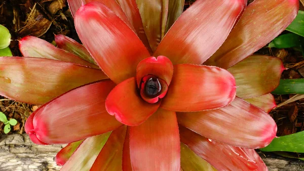 Close Color Pineapples Tree Decorating Garden — Stock Photo, Image