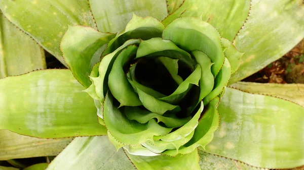 Close Van Kleur Ananas Boom Voor Het Versieren Tuin — Stockfoto