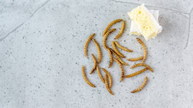 Beyaz ekmeğin yanında sarı sosis. Kurutulmuş solucanlar yemek olarak yer ya da arka planda böcek eti pişirir. İyi protein kaynağı. 