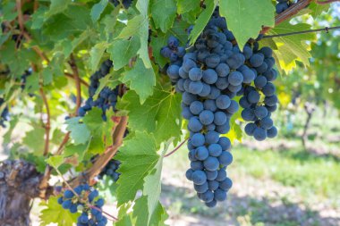 Üzüm bağında güneşli bir havada bir sürü kırmızı şarap üzümü. Doğa geçmişi için yaz hasadı.