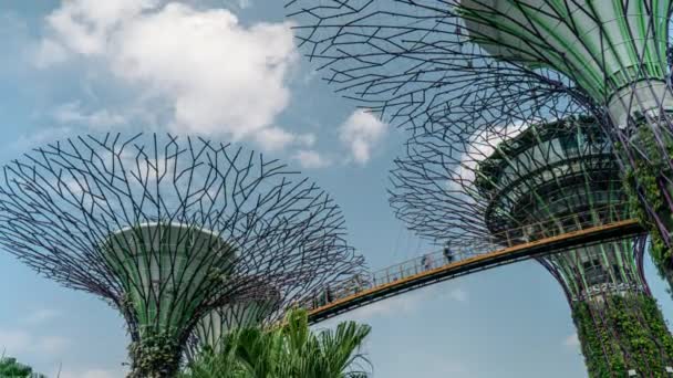 Supertree Grove Gardens Bay Singapore Värd För Dessa Fantastiska Trädskulpturer — Stockvideo