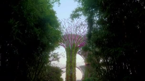 Supertree Grove Gardens Bay Singapore Herbergt Deze Geweldige Tree Sculptures — Stockvideo