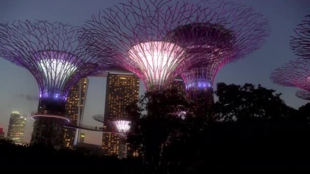 Singapur Körfezi Yakınlarındaki Supertree Grove Marina Bay Sands Oteli Nin — Stok video