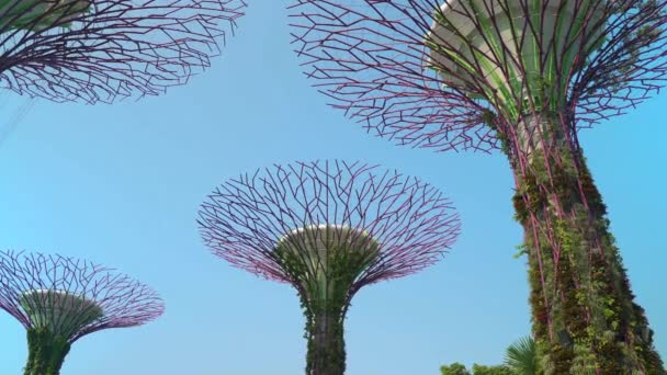 新加坡湾旁边花园中的超级树林在滨海湾沙滩酒店附近举办了这些令人赞叹的树雕活动 每天晚上 超级树都会被美丽的灯光照耀得眼花缭乱 — 图库视频影像