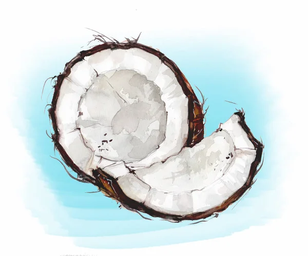 Obrázek z kokosu na bílém pozadí s modrým podložce. Akvarel kresba. — Stock fotografie