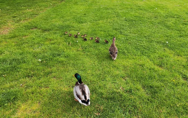Yonca tarlasında ördek yavrularına önderlik eden dişi yaban ördeği.