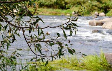 Dağlık, fırtınalı bir nehrin üzerinde yeşil yaprakları olan dallar. Arkaplan.