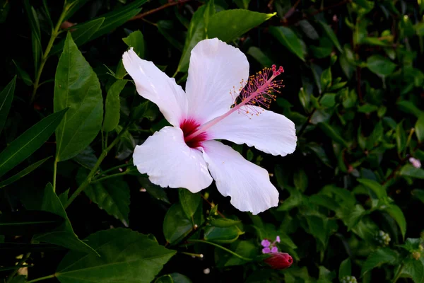 美丽的热带白色花朵 绿色背景 — 图库照片