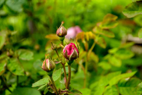 Eine Knospe Einer Rosa Rose Grünen Die Vorgeschichte — Stockfoto