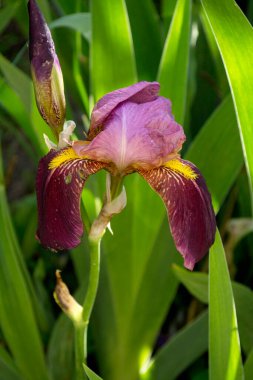 Yeşil arka planda bir Iris çiçeği. Arkaplan.