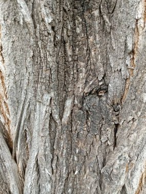 Ağaç kabuğunun, doğa temalı projeler için mükemmel eşsiz dokusunu ve doğal desenlerini gösteren karmaşık yakın plan görüntüsü. arkaplan