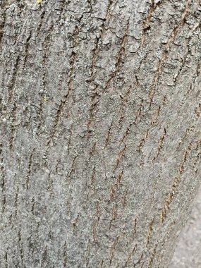 Bu resim bir ağacın gövdesinde bulunan kabuğun detaylı bir yakın çekimini içeriyor, eşsiz dokularını ve desenlerini gösteriyor.