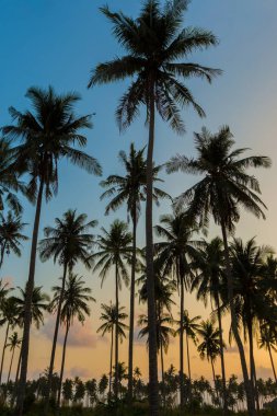Palmiye ağaçları günbatımı dikey arka plan silüeti.