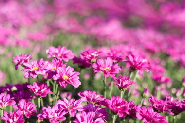 Beautiful garden Cosmos bipinnatus flower (garden cosmos).