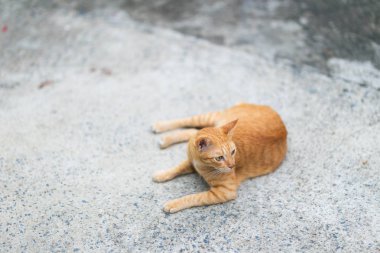 Ginger cat sitting on the ground.