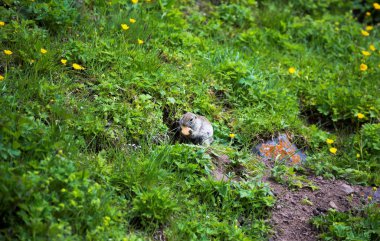 Gopher Tarih bir glade çerezler, vahşi doğa hayvanlarda yiyor