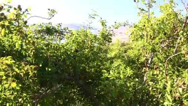 Paysage Montagneux Une Belle Vue Sur Gorge Pittoresque Panorama Avec — Video