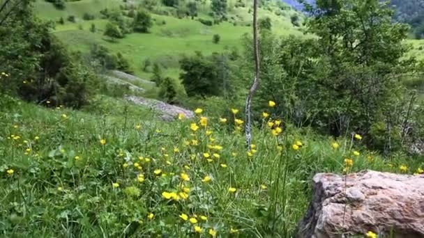 黄色的花朵在绿色的草地上 白云在风景如画的空地上 夏日的风景 北高加索的野性自然 — 图库视频影像