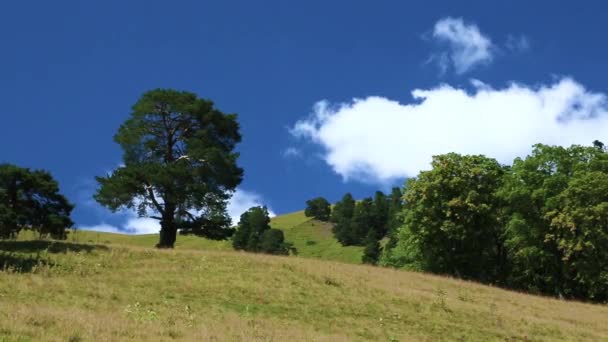 Träd Mot Den Blå Himlen Förflyttning Vita Moln Himlen Natur — Stockvideo