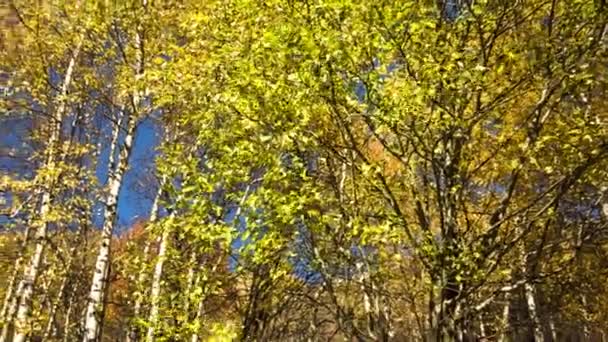 Sonbahar Manzara Ahşap Sarı Yapraklar Vahşi Doğa Güneş Işığı — Stok video