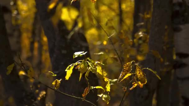 Bois Automne Les Feuilles Jaunes Sur Vent Nature Sauvage — Video