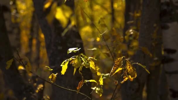 Bosque Otoñal Las Hojas Amarillas Viento Naturaleza Salvaje — Vídeos de Stock