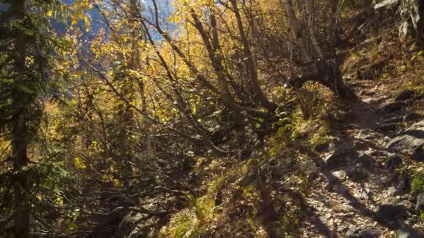 Осенний Пейзаж Солнечный Свет Лесу Желтые Листья Дикая Природа — стоковое видео