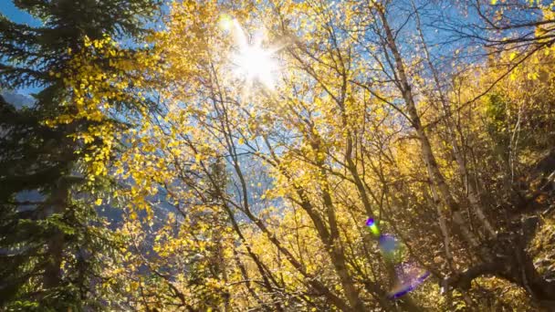 Paisagem Outono Luz Solar Madeira Folhas Amarelas Natureza Selvagem — Vídeo de Stock