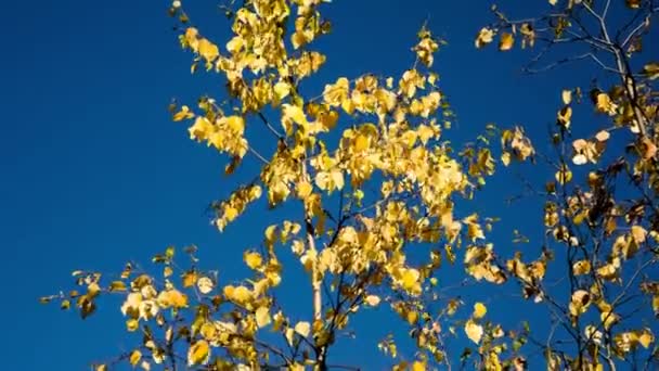 Bois Automne Les Feuilles Jaunes Sur Vent Nature Sauvage — Video