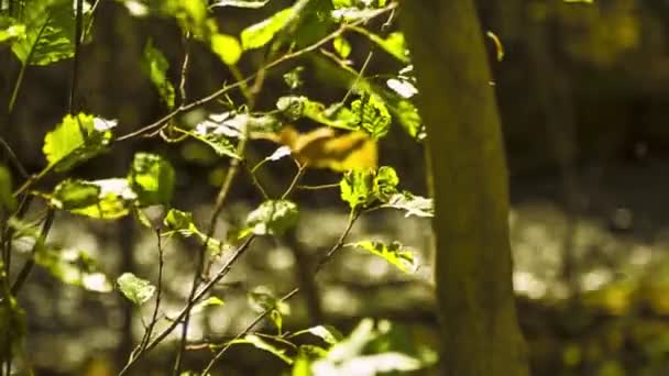 Podzimní Les Žluté Listy Větru Divoké Přírody — Stock video