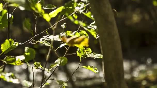 Bois Automne Les Feuilles Jaunes Sur Vent Nature Sauvage — Video