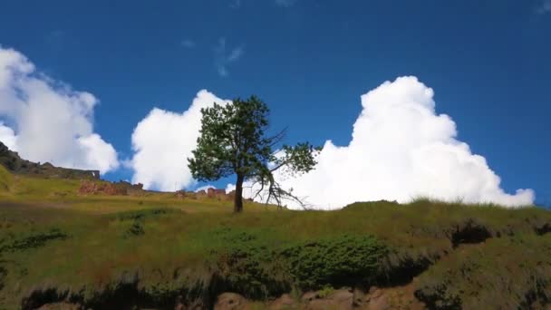 青い空 白い雲が空 自然の動きに対してツリー — ストック動画